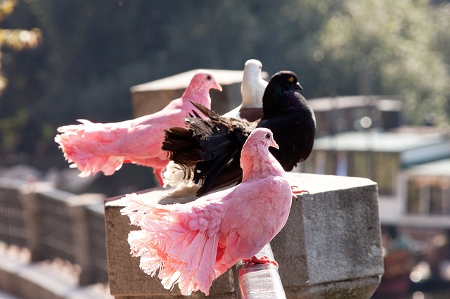 玉垒坪村的 玉垒坪村的